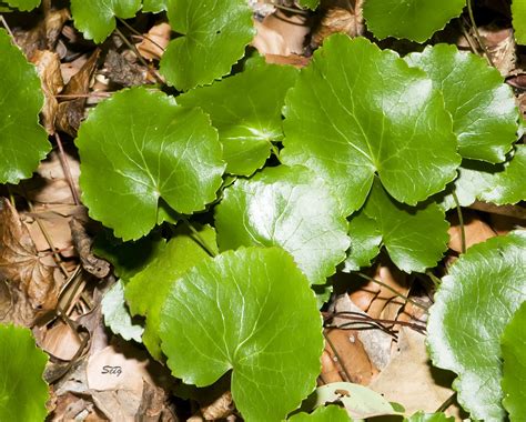 Beetleweed Galax urceolata lc res_7718 | Beetleweed Galax ur… | Flickr