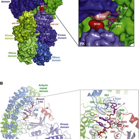 Structure of the Pseudokinase Domain of RNase L (A) Ribbons view of the... | Download Scientific ...