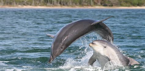 Burrunan dolphin - Alchetron, The Free Social Encyclopedia