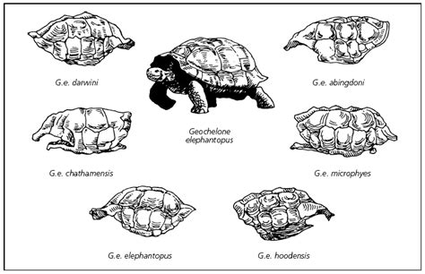 Turtles in Turmoil: Evolution in the Galapagos Tortoise vs. Evolution ...