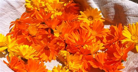 Craving Fresh: Steps 2 & 3 of making infused calendula oil