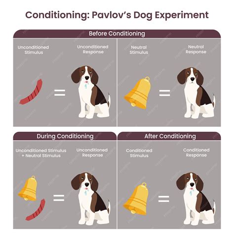 Premium Vector | Classic Conditioning Pavlov's Dog Experiment vector ...