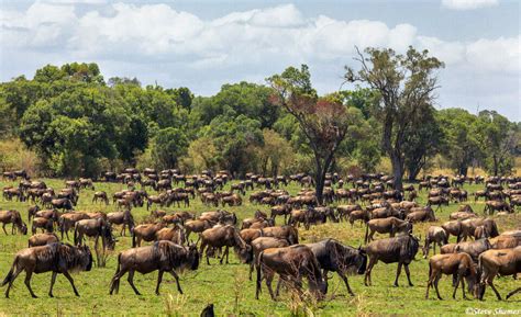 Serengeti-Wildebeest Grazing | The Serengeti, Tanzania Africa 2020 | Steve Shames Photo Gallery