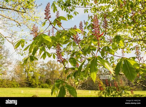 Buckeye tree flowers in the springtime Stock Photo - Alamy