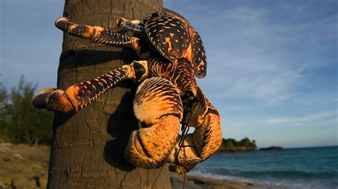 Seabird-eating 'monster' crabs are chatty during sex | Live Science