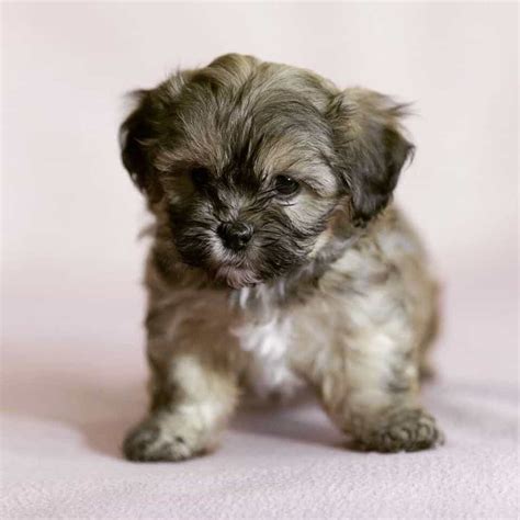 43+ Havanese Mix Breeds