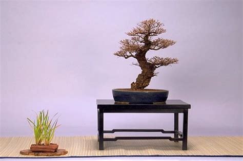 Penjing: History, Aesthetics and Spiritual Background. | The Ancient Art of Bonsai