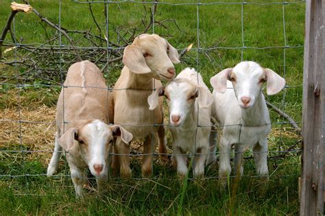 Sheep, Spinach and Strawberries: Kid Goats