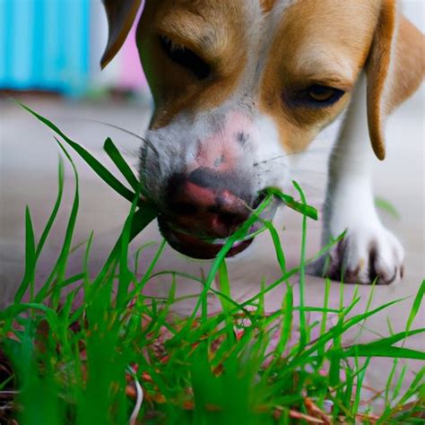 How to Stop Dogs from Eating Grass: Prevention Tips & Solutions - The ...