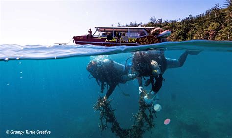 Reef Restoration & Resilience | Reef Ecologic