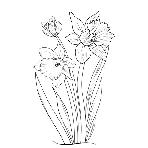 Sketch of outline daffodil flower coloring book hand drawn vector illustration artistically ...