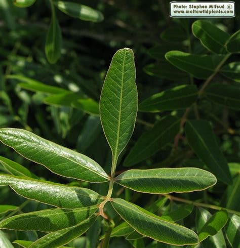 Pistacia atlantica (Mount Atlas Pistachio) : MaltaWildPlants.com - the online Flora of the ...