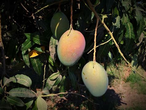 Overwhelming Demand Dominates Irregular Mexican Organic Mango Season ...