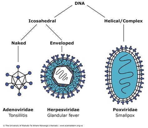 DNA viruses — Science Learning Hub