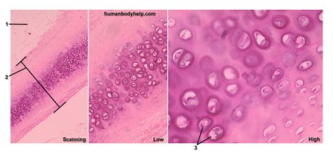 Hyaline Cartilage – Human Body Help