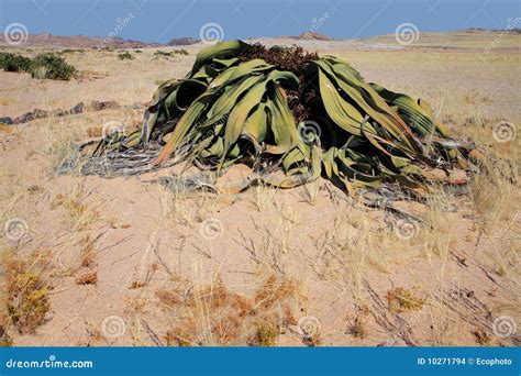 Welwitschia, Namib Desert, Namibia Stock Images - Image: 10271794