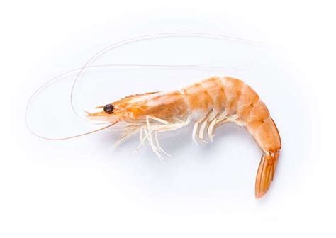 Litopenaeus Vannamei Shrimp