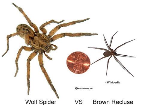 House Spider Vs Wolf Spider - chousec