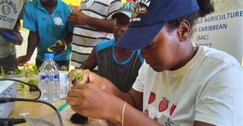 Saint Lucia: Agriculture Minister kicks off training on Role of Vegetable Grafting in Climate ...