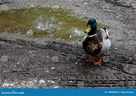 Ducks at the puddle stock image. Image of water, puddle - 148980599