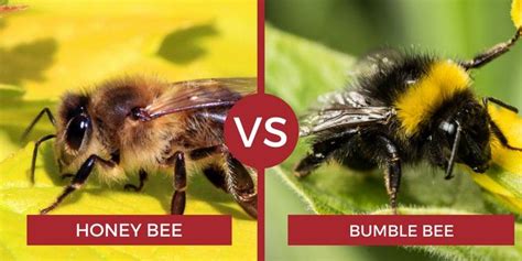 honey bee vs bumble bee | Bee, Bee facts, Honey bee