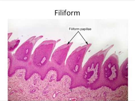 Taste Buds On Tongue Histology - Kenjutaku