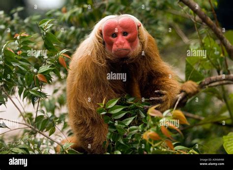 Red Uakari Monkey Stock Photo - Alamy