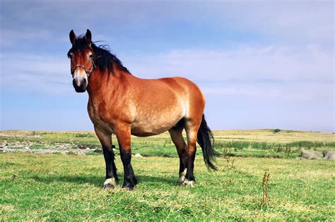 Ardennes Horse Breed Guide: Characteristics, Health & Nutrition | Mad Barn