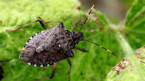 Stink bugs: What to do about them