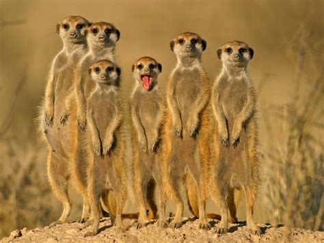 Meerkat Background wallpaper | 1024x768 | #13792