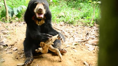 Sun Bear Diet | Sun Bears Exploring Dead Wood In The Forest | BSBCC ...