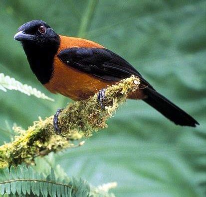 Bird 161 – Hooded Pitohui – Bird of the Week