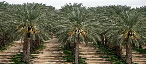 Israeli Attractions: Date Palms and Sukkot