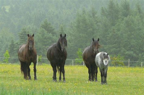 Canadian Horse - The Livestock Conservancy