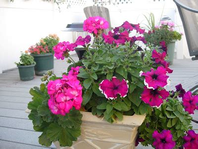 Petunia plant care and culture | Travaldo's blog