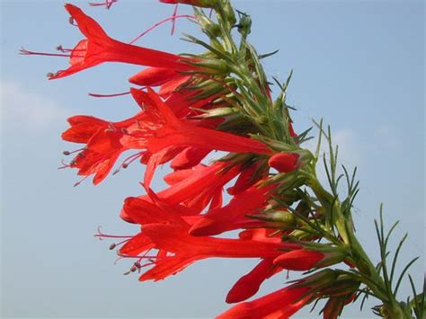 Standing Cypress Seeds,Ipomopsis rubra (Standing Cypress) Wildflower Seeds Also know as, Texas ...