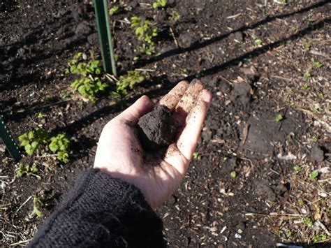 How to Mix Your Own Bonsai Soil - Dengarden