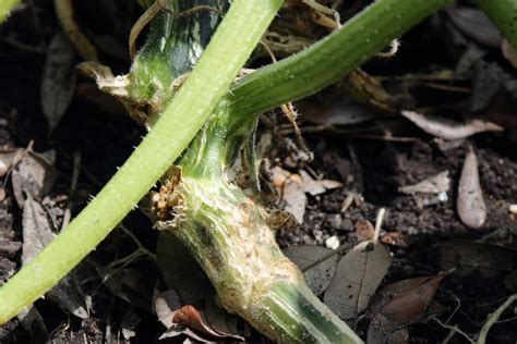 Squash Vine Borer » Tips to Identify and Squash the Bugger