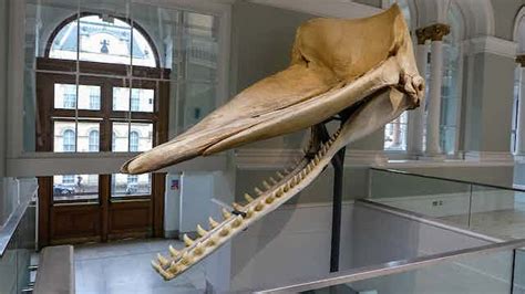 Sperm Whale Skull