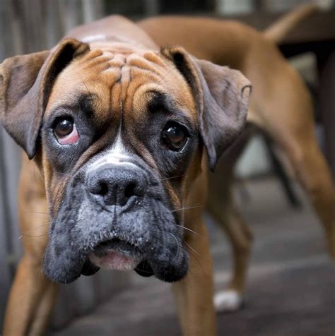 30 Things Boxer Dogs Should Never Eat | The Paws Boxer Puppy, Boxer Dogs, Boxers, Doggies ...