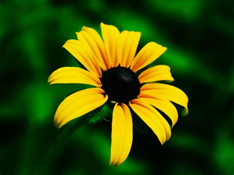 Romantic Flowers: Black Eyed Susan flower