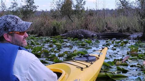 Orlando Alligator Experience: Day-Trip From Orlando