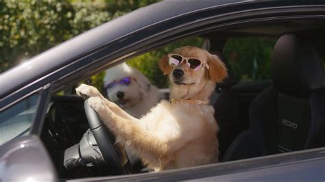 Stop Light | Subaru Dog Tested TV Commercial - YouTube