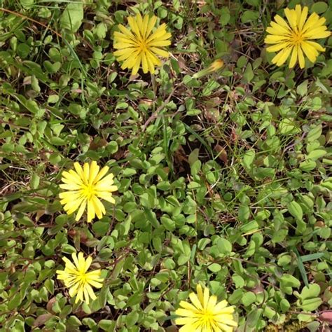 Yellow Flower Weed Identification