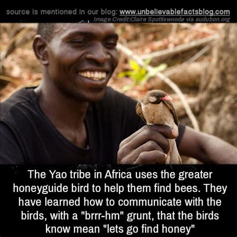 The Yao tribe in Africa uses the greater honeyguide bird to help them find bees. They have ...