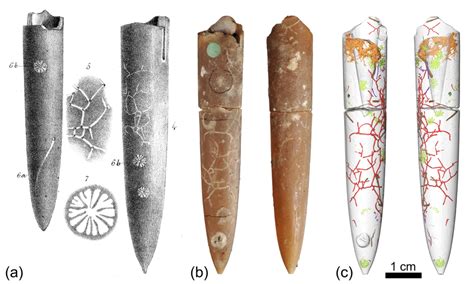 The "Morris belemnite" from the upper Campanian to lower Maastrichtian... | Download Scientific ...