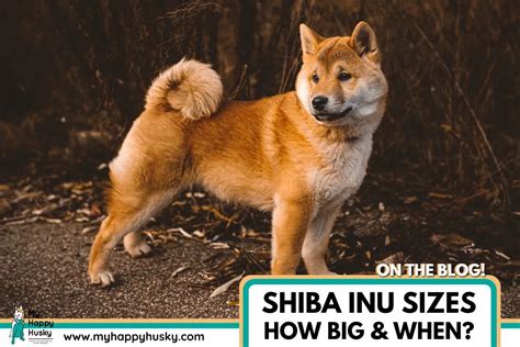 Shiba Inu Size Guide: How Big Do Shiba Inus Get? – My Happy Husky