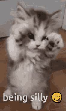 Silly Kitty Talking Kitty Gif GIF - Silly Kitty Talking Kitty Gif - GIF များ ရှာဖွေရန်နှင့် မျှဝေရန်