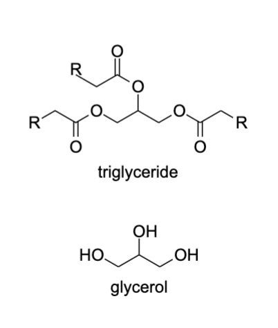 The triglyceride and the glycerol differ with respect to polarity and H ...