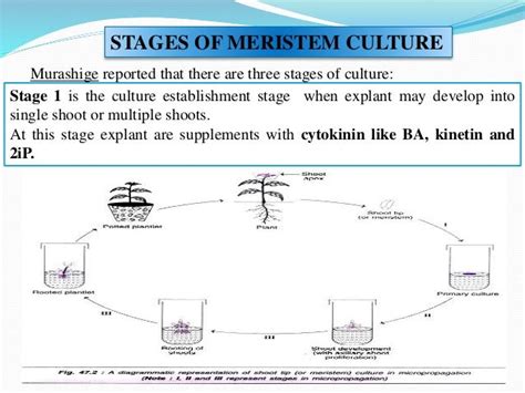 Meristem culture